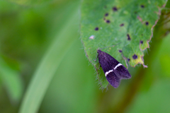 Aproaerema cinctella