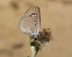 Zizeeria karsandra