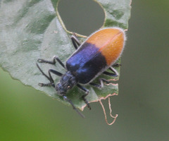 Cerogria basalis