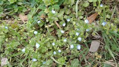 Veronica persica