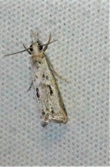 Microcrambus kimballi