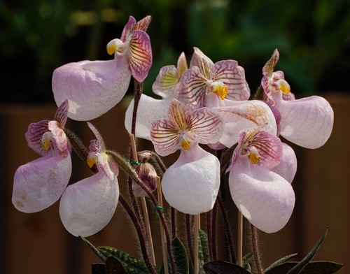 Paphiopedilum micranthum