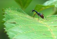 Neocollyris
