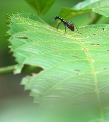Neocollyris