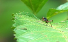 Neocollyris
