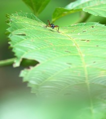 Neocollyris