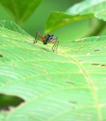 Neocollyris