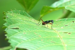 Neocollyris