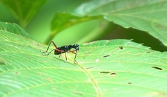 Neocollyris