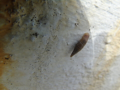 Stigmatica stigmatica