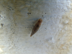 Stigmatica stigmatica