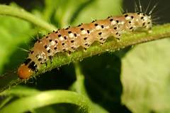 Filodes fulvidorsalis