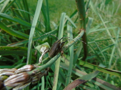 Agapanthia asphodeli
