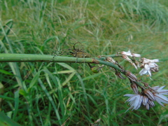 Agapanthia asphodeli