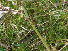 Agapanthia asphodeli