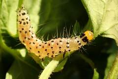 Filodes fulvidorsalis