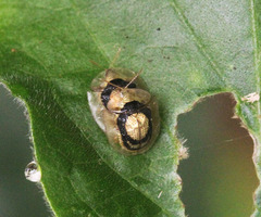 Cassida tenasserimensis