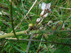 Agapanthia asphodeli