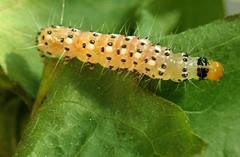 Filodes fulvidorsalis