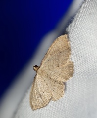 Chrysolarentia microcyma