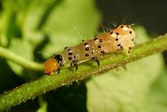 Filodes fulvidorsalis