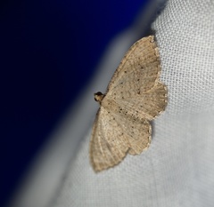 Chrysolarentia microcyma