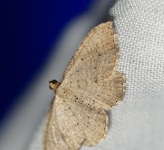 Chrysolarentia microcyma