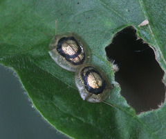 Cassida tenasserimensis