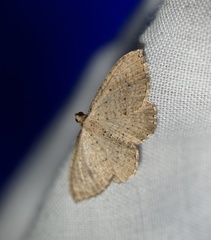 Chrysolarentia microcyma