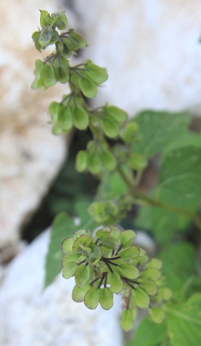 Ocimum campechianum