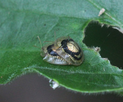 Cassida tenasserimensis