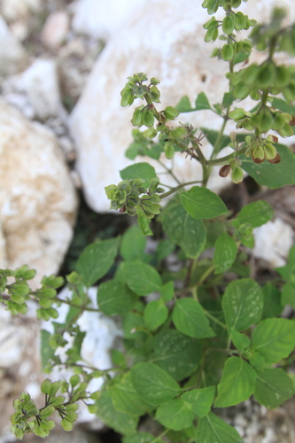 Ocimum campechianum