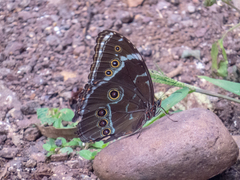Morpho helenor achillides