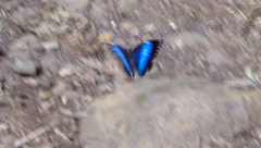 Morpho helenor achillides
