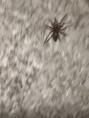 Araneae