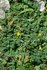 Medicago minima