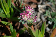 Anthyllis vulneraria iberica