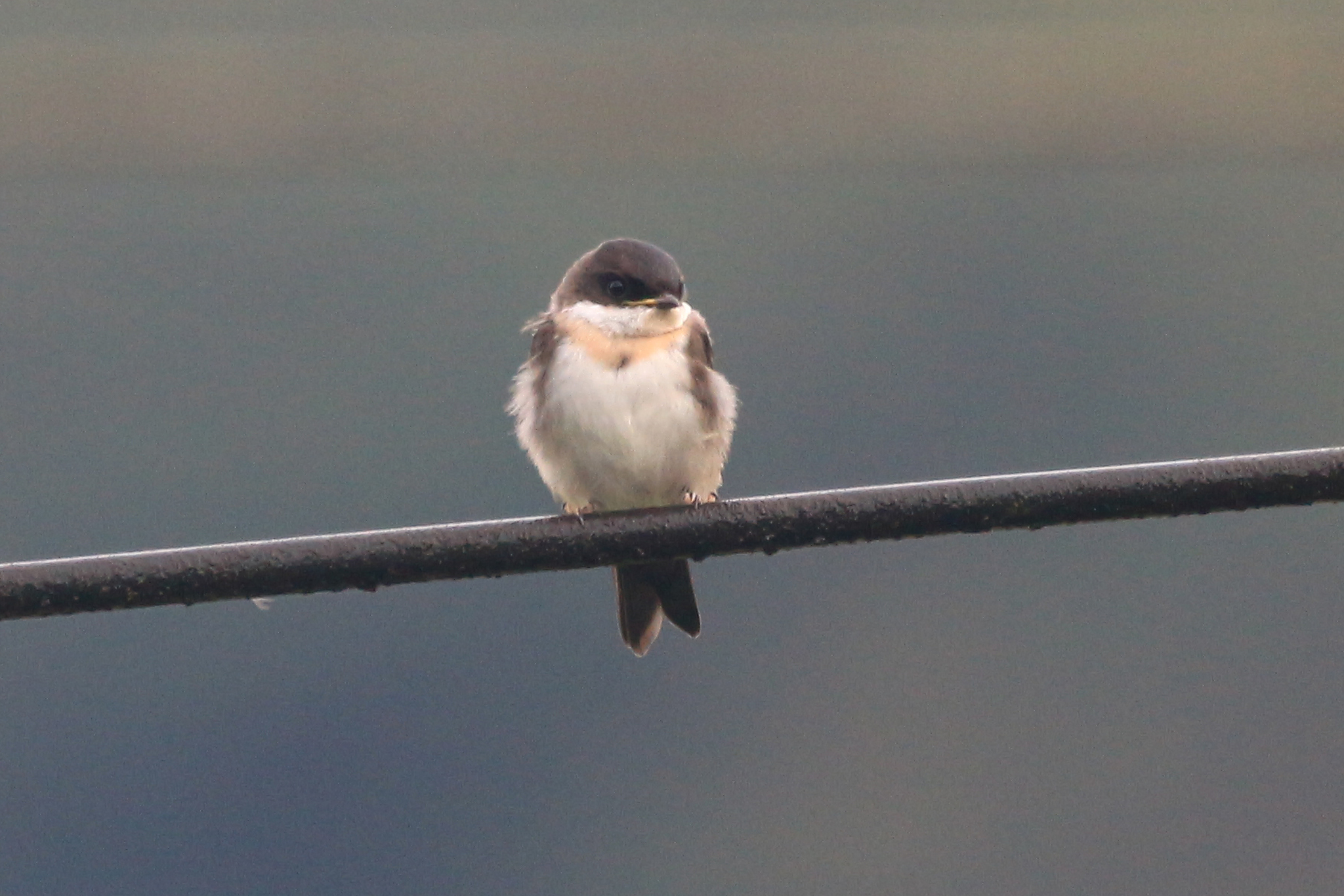 Pale-footed Swallow illustration