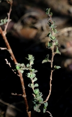 Cliffortia monophylla