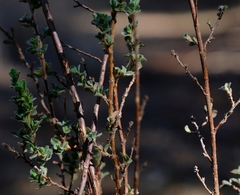 Cliffortia monophylla