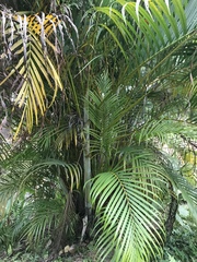 Dypsis lutescens