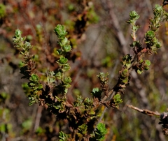 Cliffortia polygonifolia