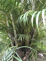 Dypsis lutescens