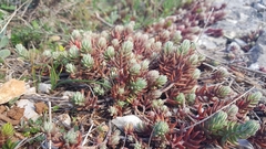 Petrosedum ochroleucum