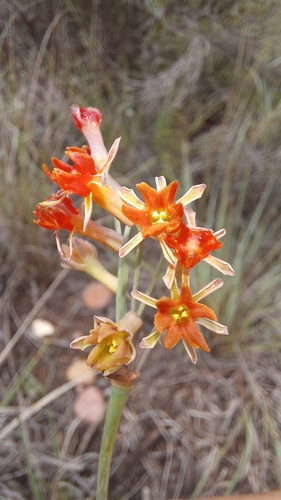 Image of Tulbaghia capensis by (c) kevin koen, some rights reserved (CC BY-SA)