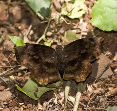 Achlyodes busirus
