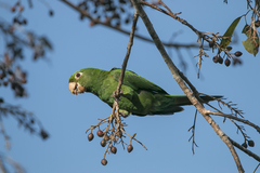 Psittacara chloropterus