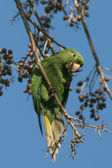 Psittacara chloropterus