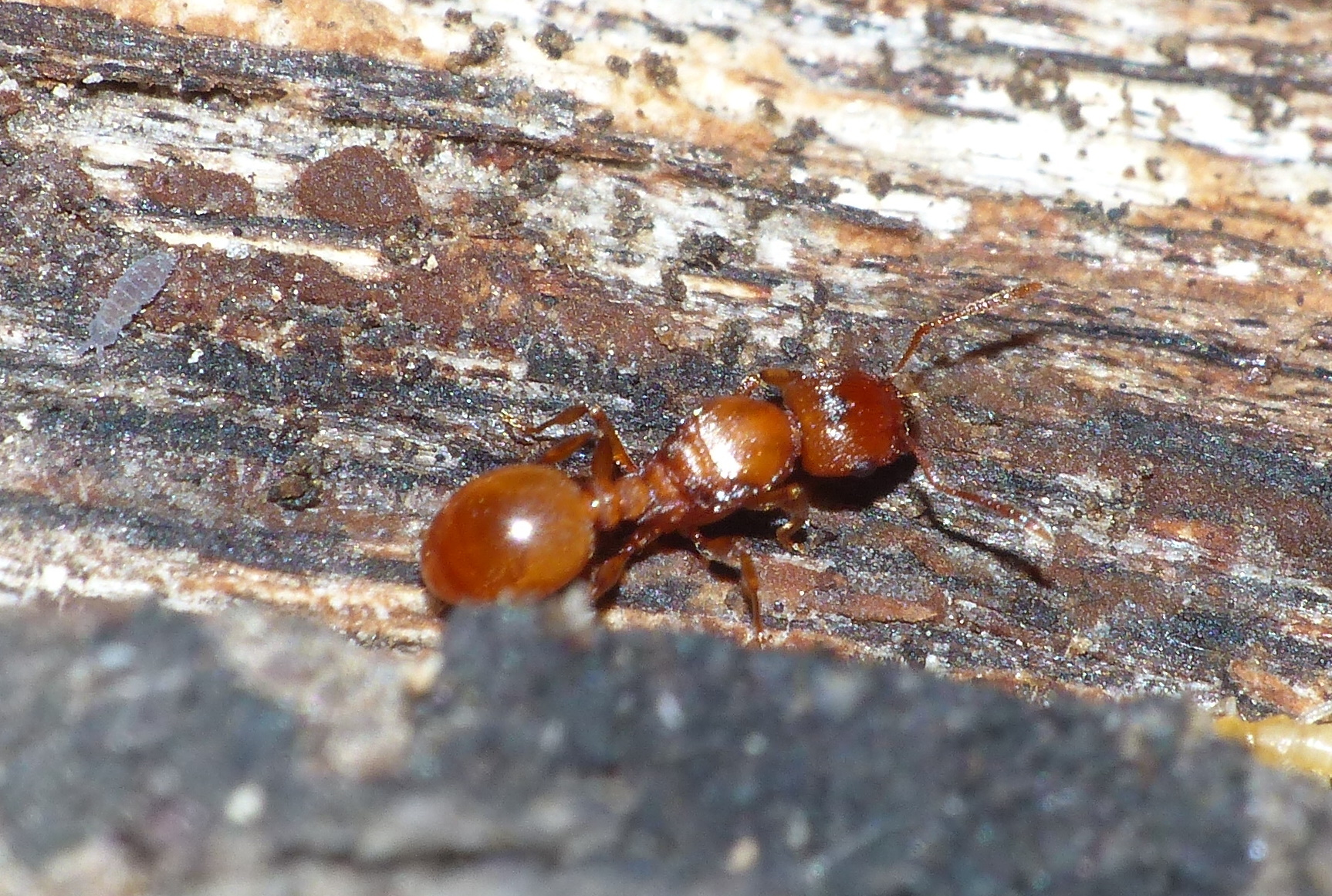 Tetramorium capense