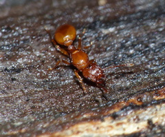 Tetramorium capense